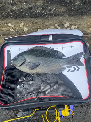 メジナの釣果
