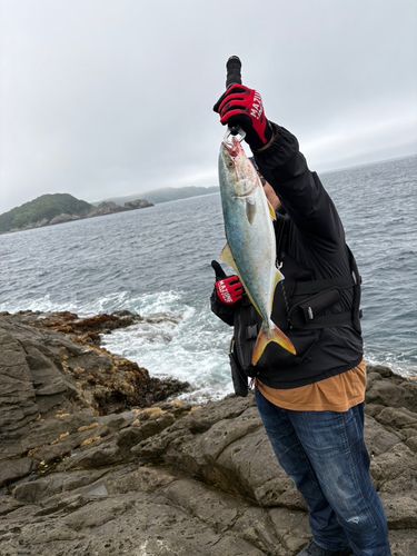 ハマチの釣果