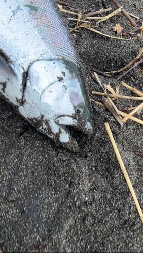 サクラマスの釣果