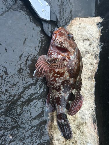 カサゴの釣果
