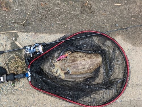 コウイカの釣果