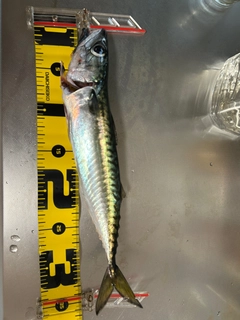 サバの釣果