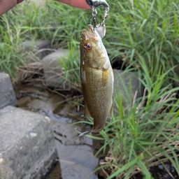 スモールマウスバス