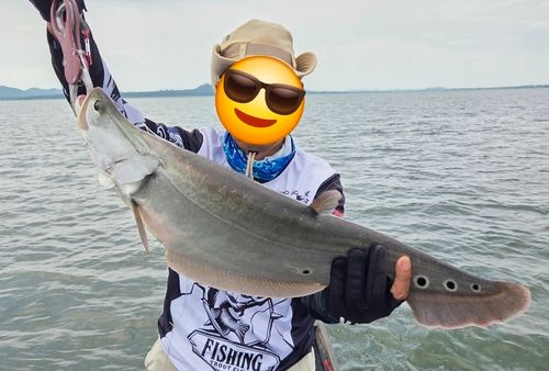 アロワナの釣果