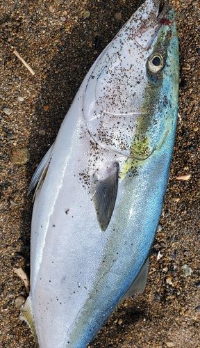 ブリの釣果