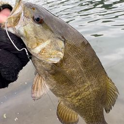 スモールマウスバス