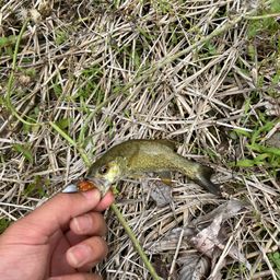 スモールマウスバス