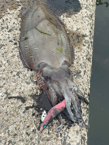 コウイカの釣果