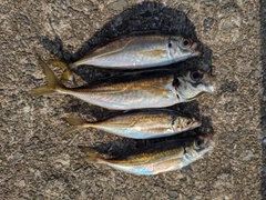 アジの釣果