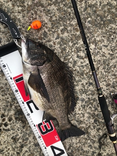 チヌの釣果