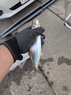 ニシンの釣果