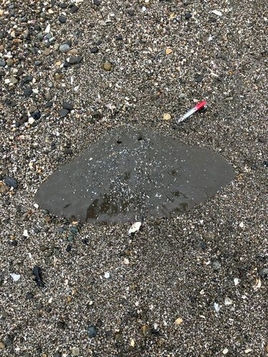 ツバクロエイの釣果