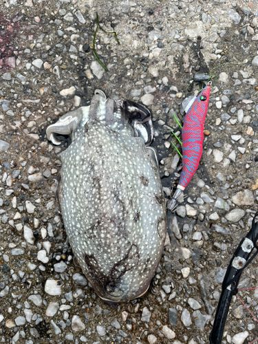 コウイカの釣果