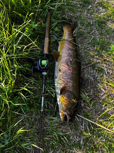 ブラウントラウトの釣果