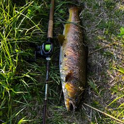 ブラウントラウト