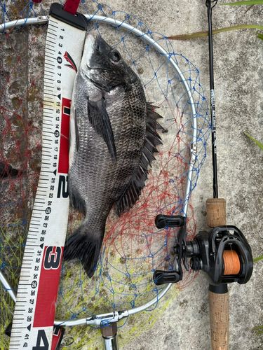 クロダイの釣果