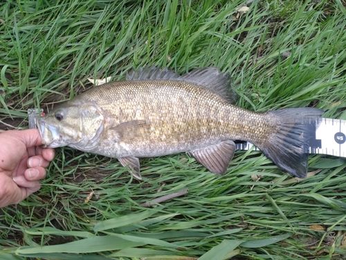 スモールマウスバスの釣果