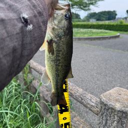 ブラックバス