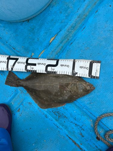 マコガレイの釣果