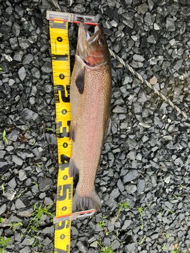ニジマスの釣果