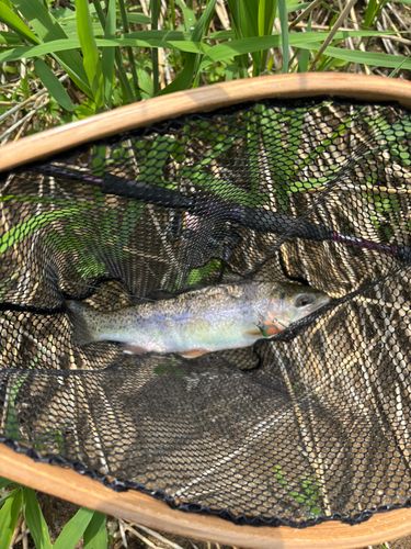 ニジマスの釣果