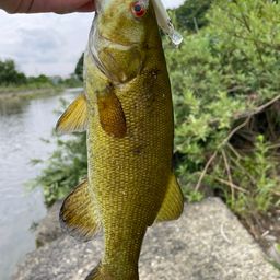 スモールマウスバス