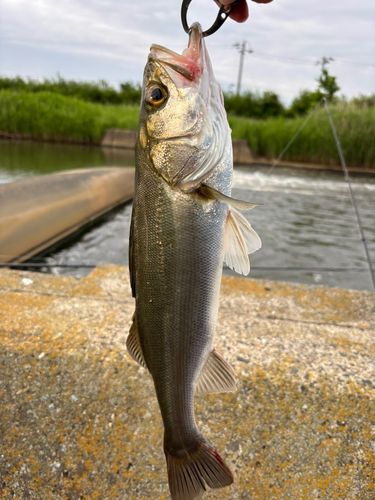 フッコ（マルスズキ）