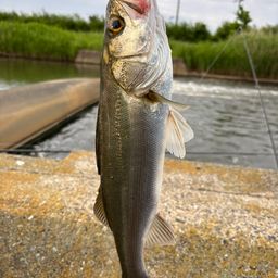 フッコ（マルスズキ）