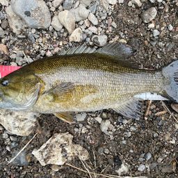 スモールマウスバス