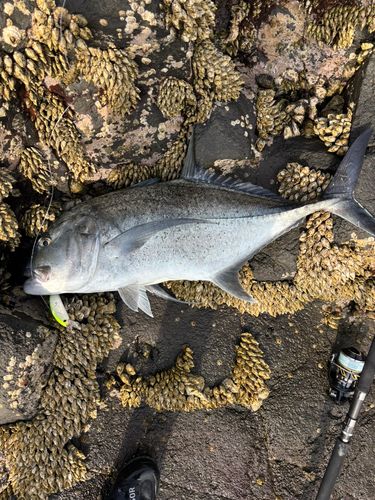GTの釣果