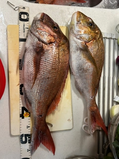 マダイの釣果