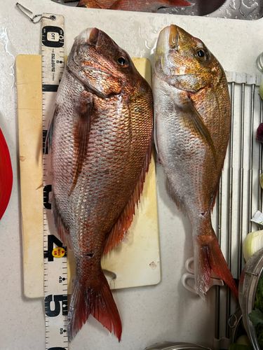 マダイの釣果