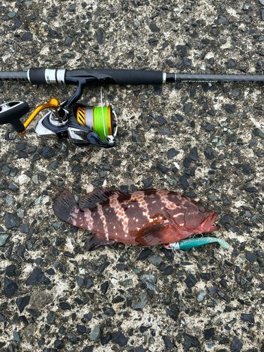 キジハタの釣果