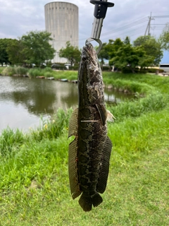 ライギョの釣果