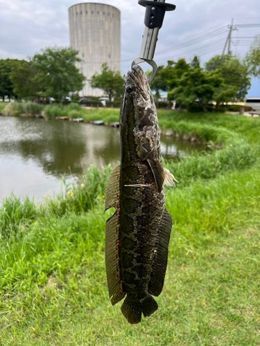 ライギョの釣果