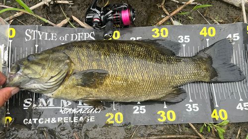 スモールマウスバスの釣果