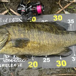 スモールマウスバス