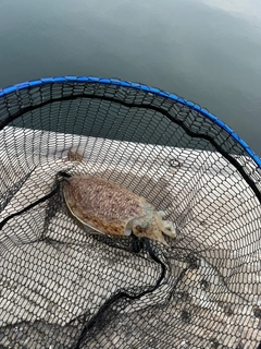 コウイカの釣果