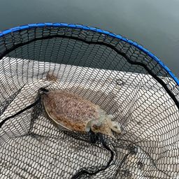 コウイカ