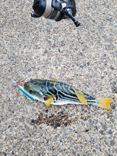 シマフグの釣果