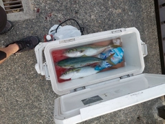 ハマチの釣果