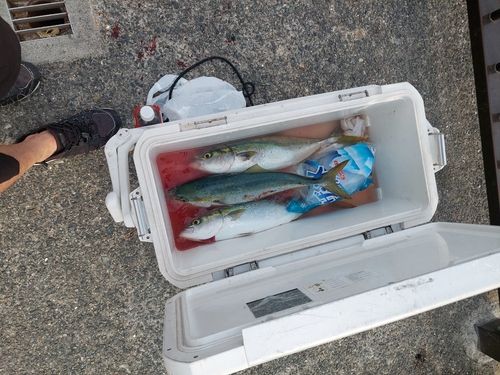ハマチの釣果