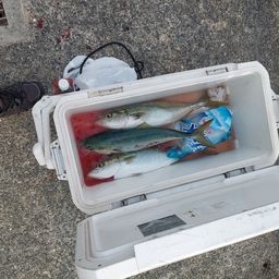 ハマチ