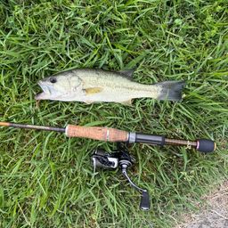 ラージマウスバス