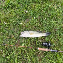 ラージマウスバス