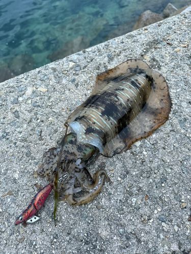 アオリイカの釣果