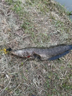 ライギョの釣果