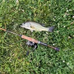 ラージマウスバス