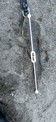マゴチの釣果