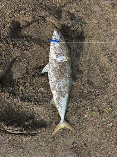 ワラサの釣果